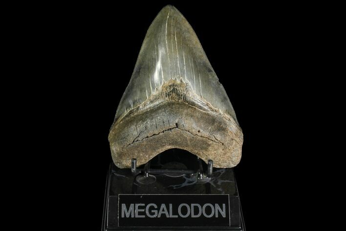 Serrated, Fossil Megalodon Tooth - Georgia #142359